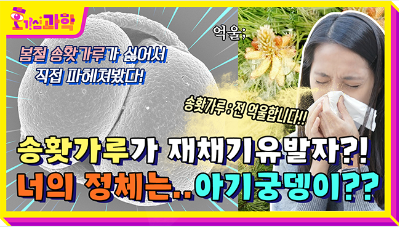 호기심과학 봄철 송홧가루가 싫어서 직접 파헤쳐봤다! 송홧가루 : 전 억울합니다!! 송홧가루가 재채기유발자?! 너의 정체는..아기궁뎅이??